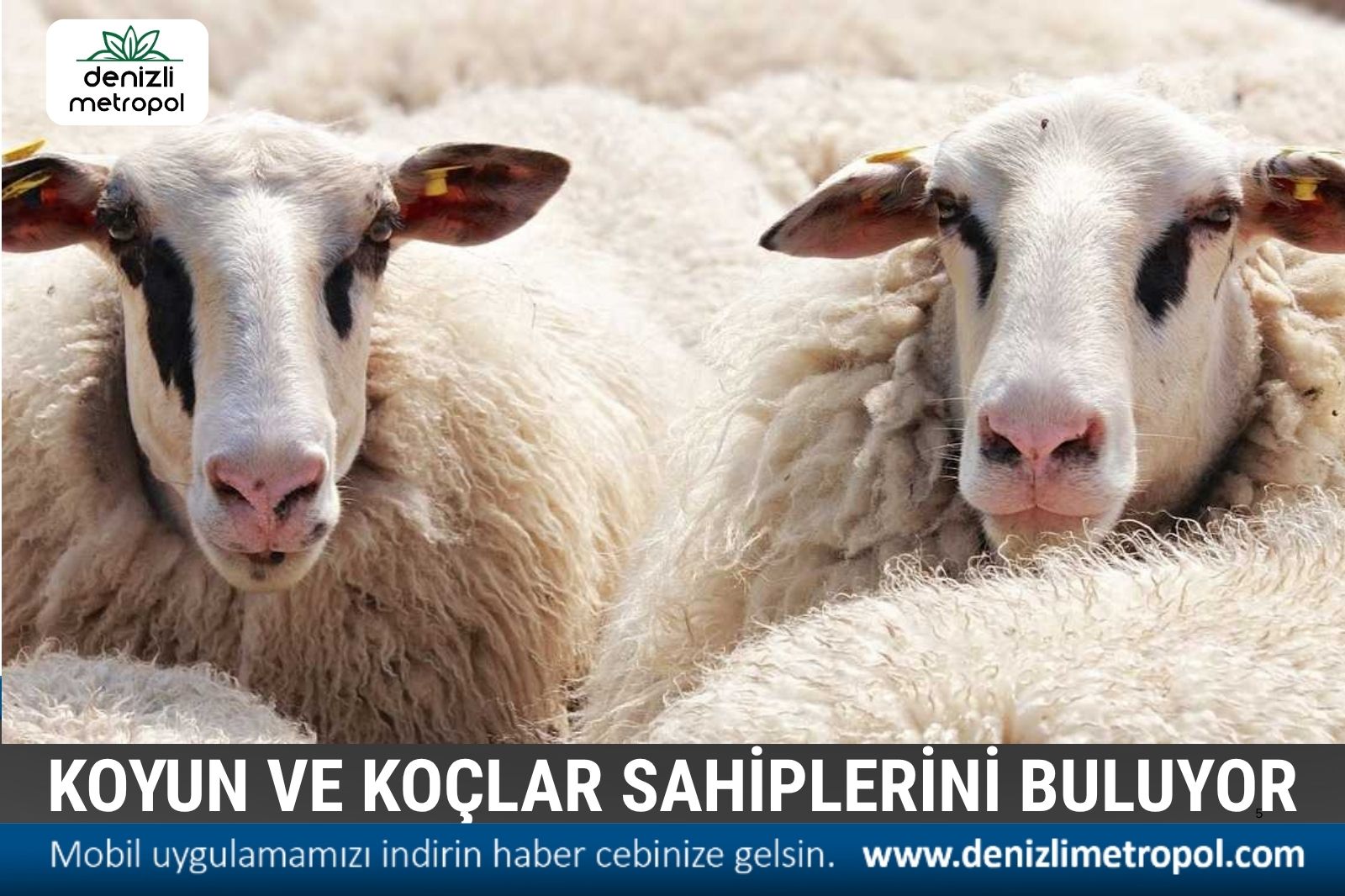 582 ÜRETİCİYE 1200 KOYUN-KOÇ DAĞITILACAK