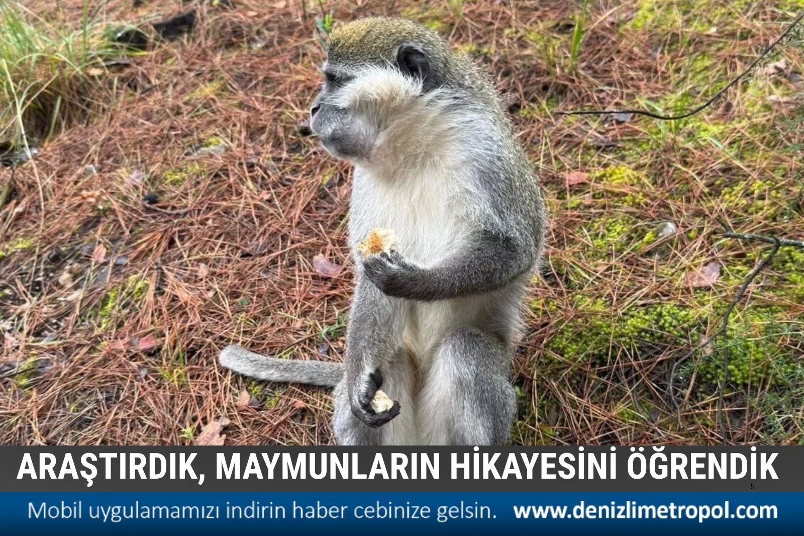 ARAŞTIRDIK, O MAYMUNLARIN KİME AİT OLDUĞUNU BULDUK