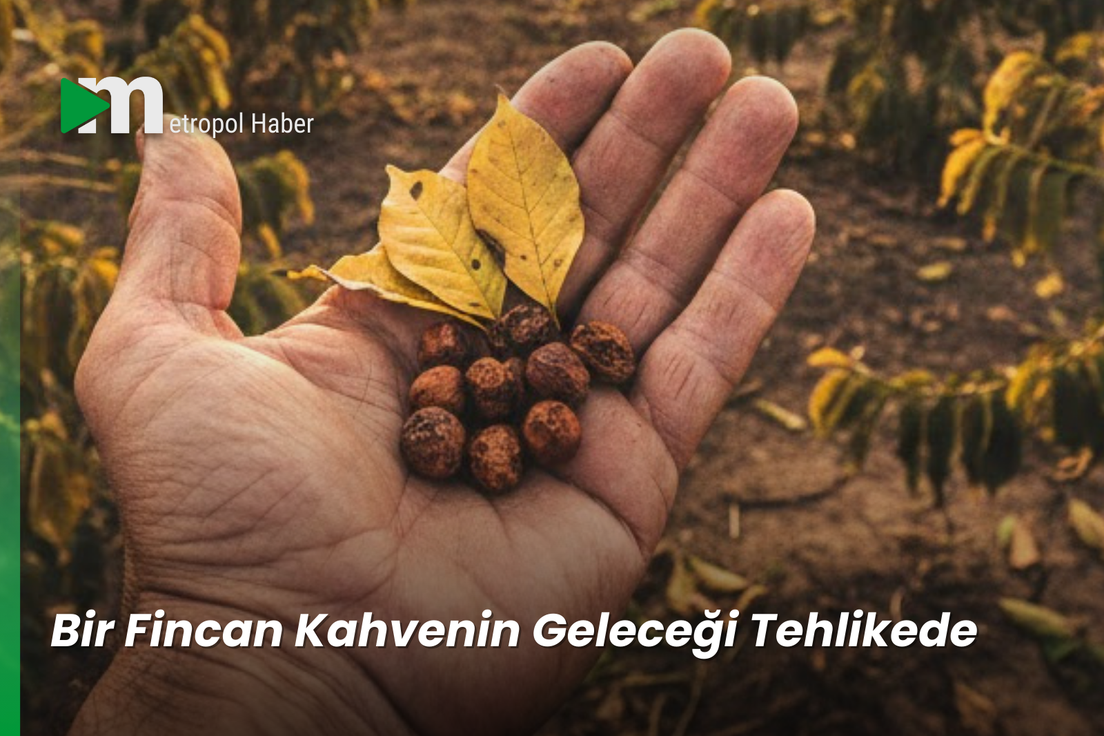 Bir Fincan Kahvenin Geleceği Tehlikede