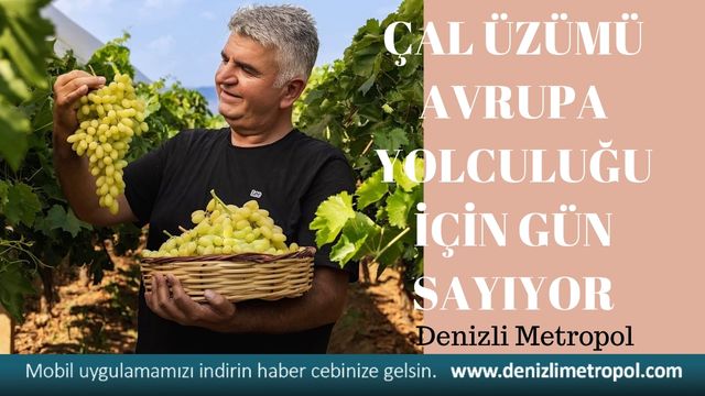 ÇAL ÜZÜMÜ AVRUPA İÇİN GÜN SAYIYOR