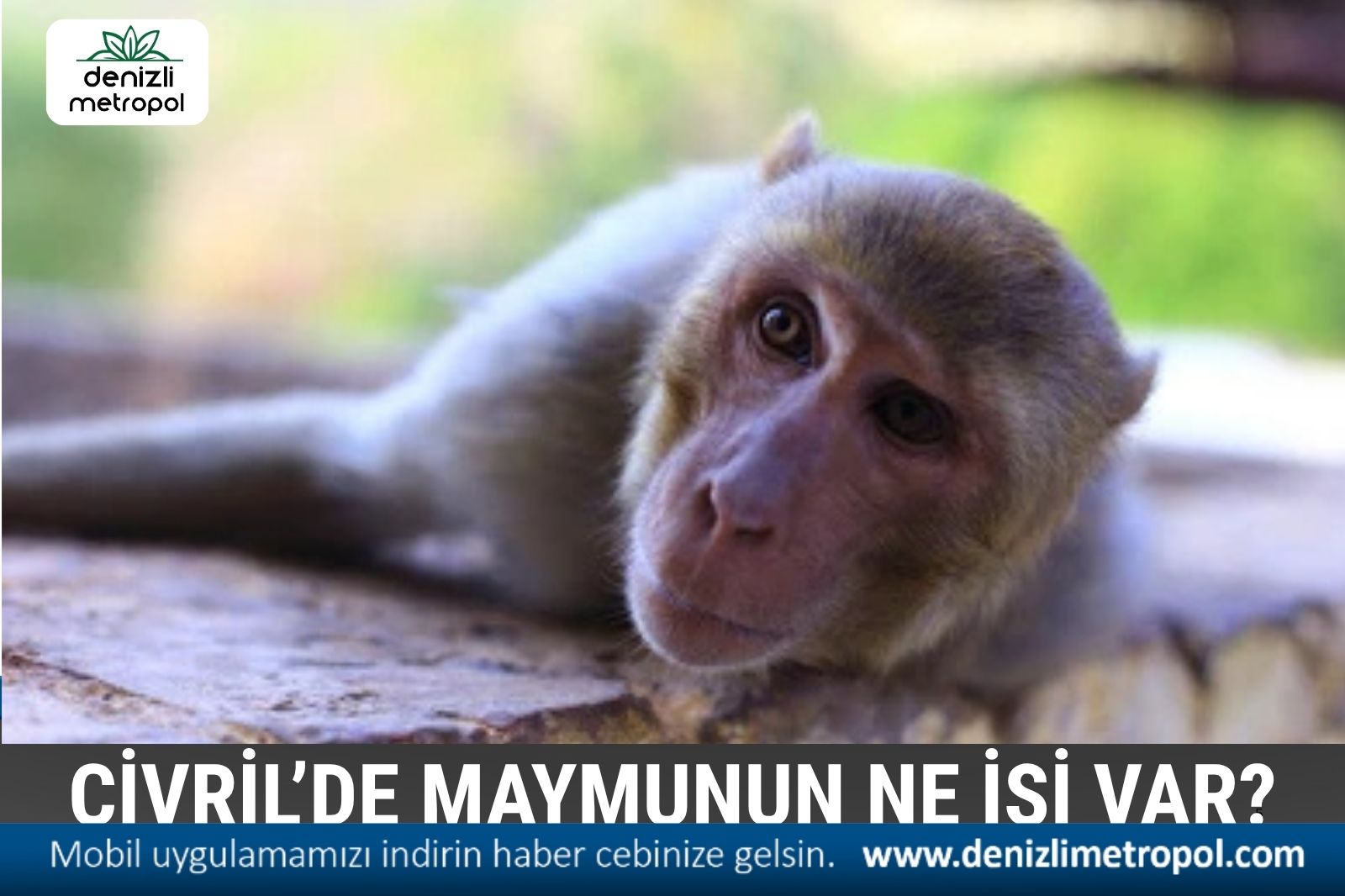 ÇİVRİL’DE MAYMUNUN NE İŞİ VAR?