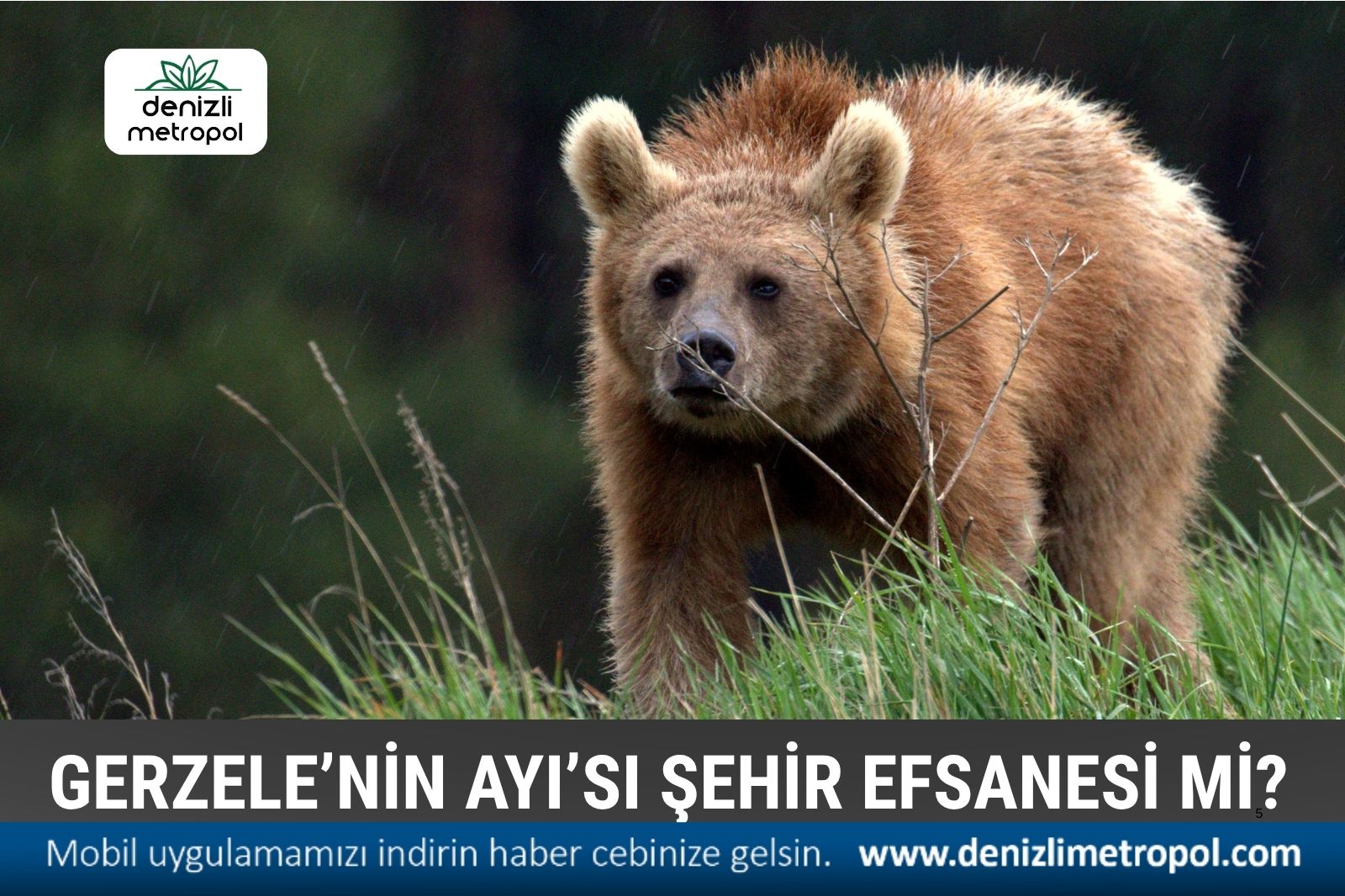 DENİZLİ’DE KARŞINIZA HER AN AYI ÇIKABİLİR!