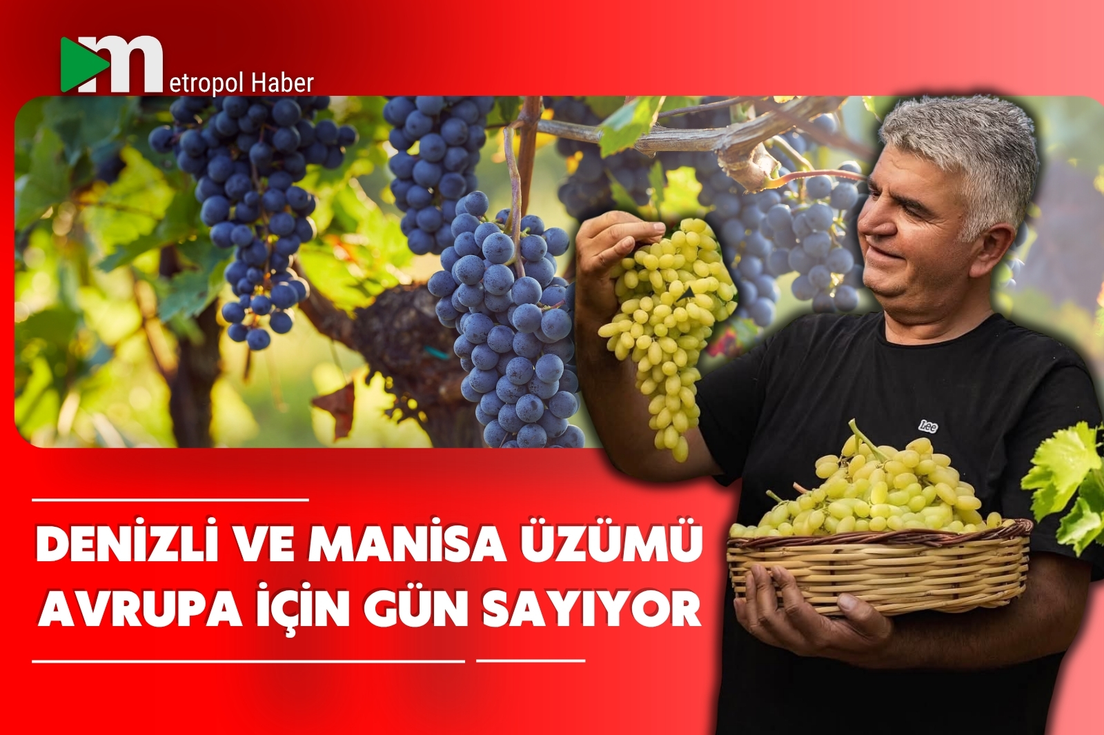 DENİZLİ VE MANİSA ÜZÜMÜ AVRUPA İÇİN GÜN SAYIYOR