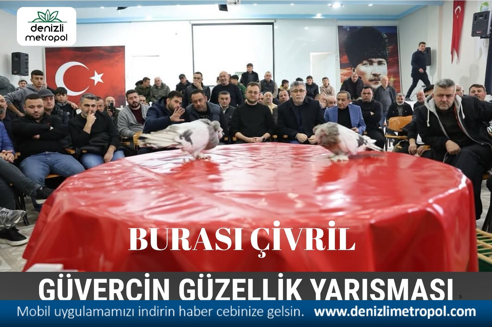 GÜVERCİN GÜZELLİK YARIŞMASI