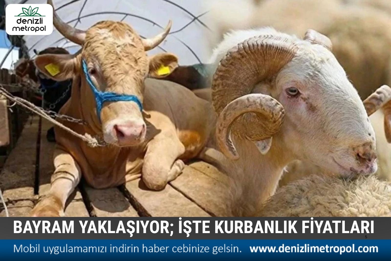 İŞTE KURBANLIK FİYATLARI
