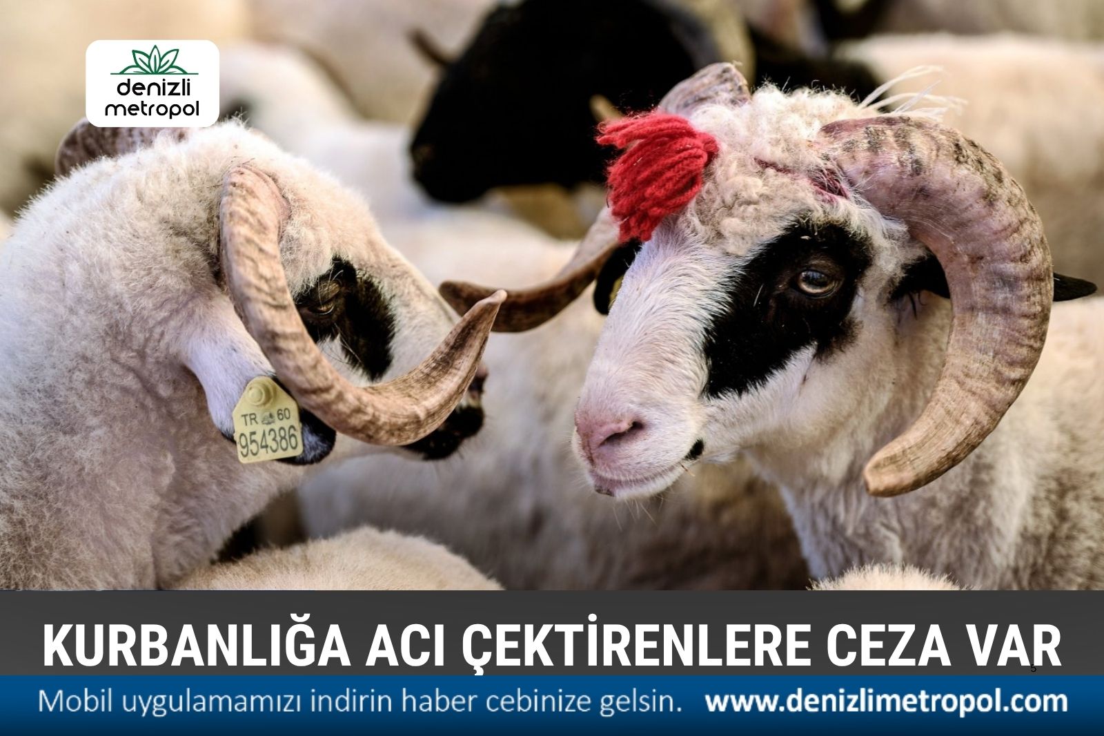 KURBANLIĞA ACI ÇEKTİRENLERE CEZA VAR