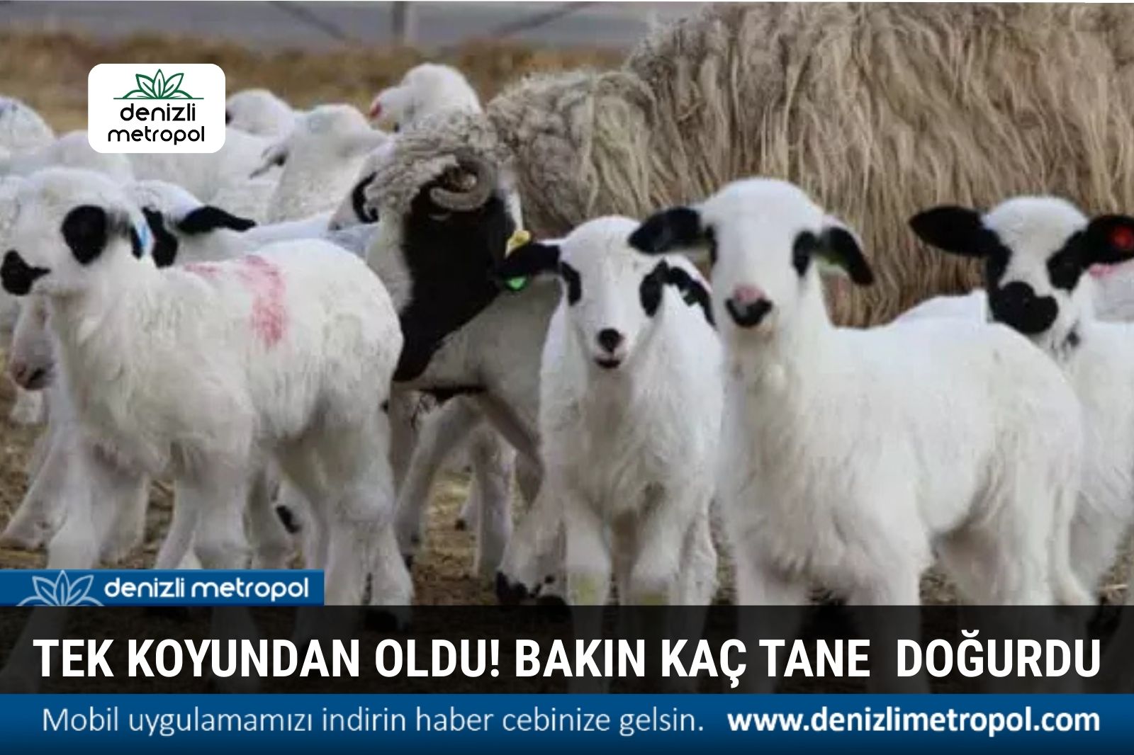 PINARKENT’TE 1 KOYUN 9 DOĞURDU