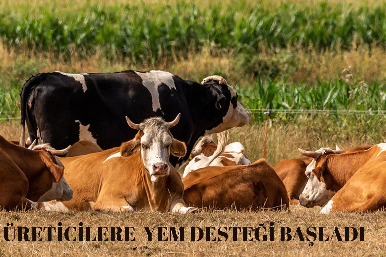 ÜRETİCİLERE YEM DESTEĞİ DEVAM EDİYOR